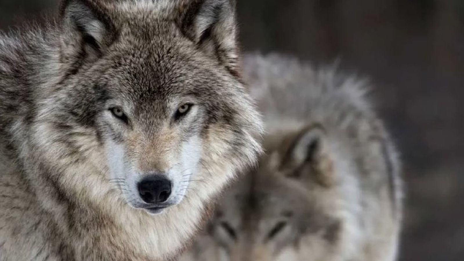 animales prohibidos como mascotas 2