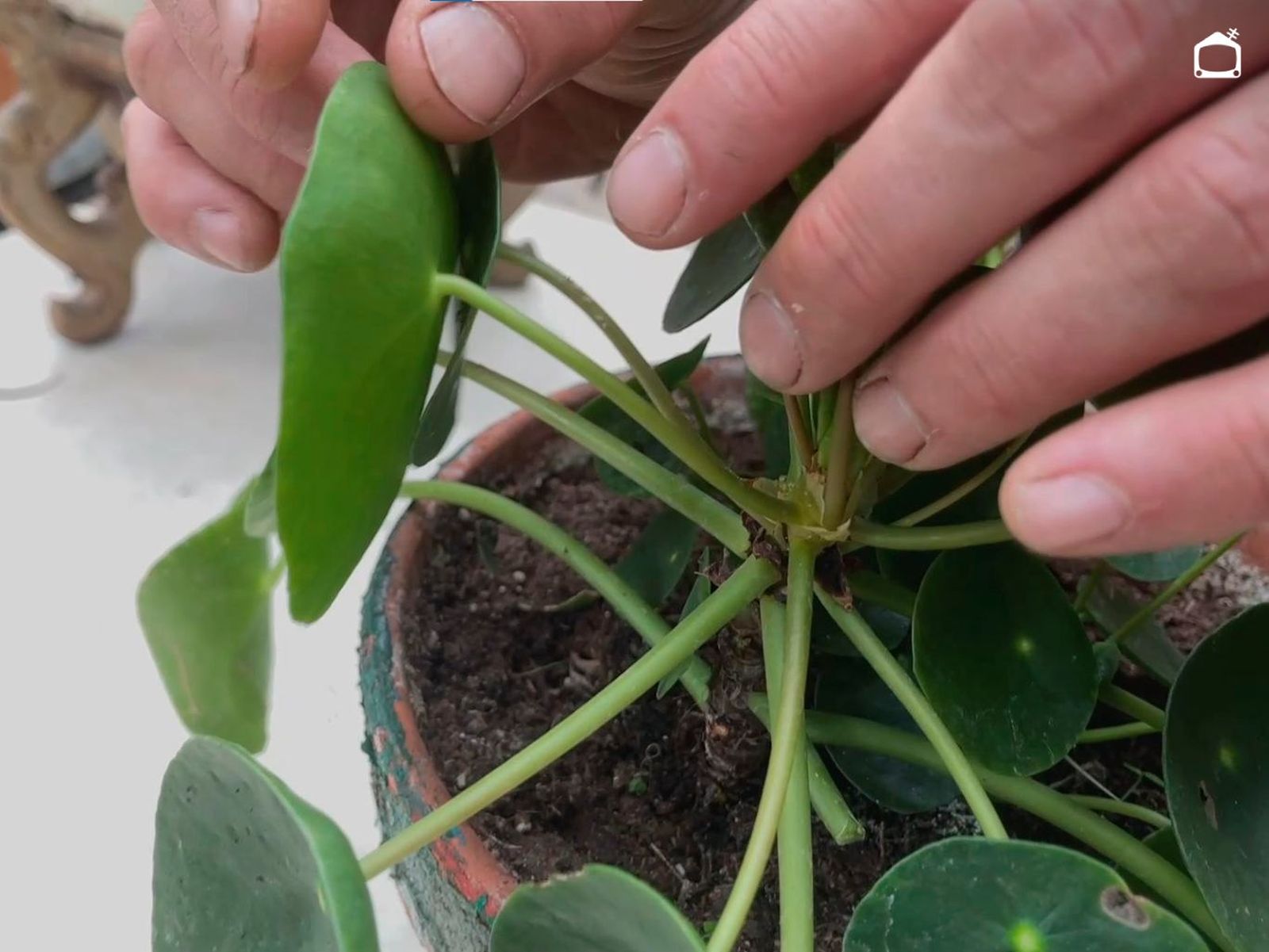 Peciolo de la planta del dinero china.