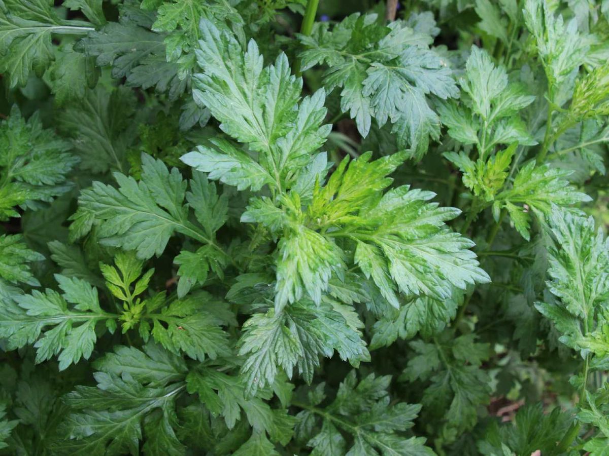 La  Artemisia vulgaris es una planta perenne.