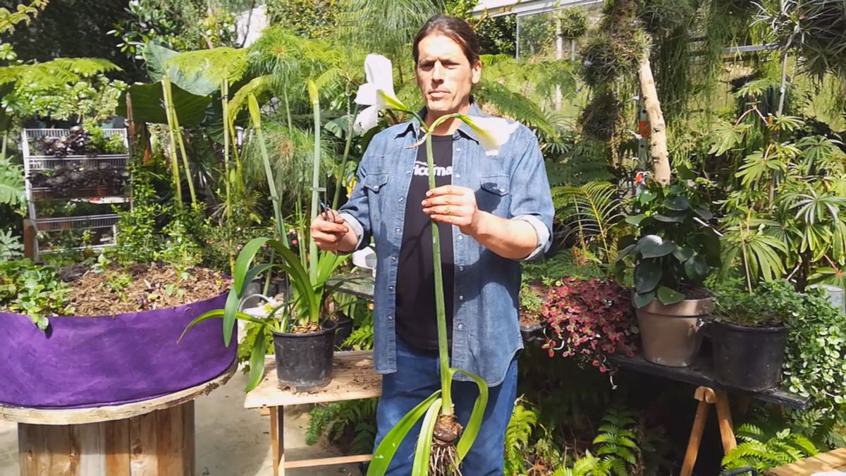 cuidados hippeastrum flores