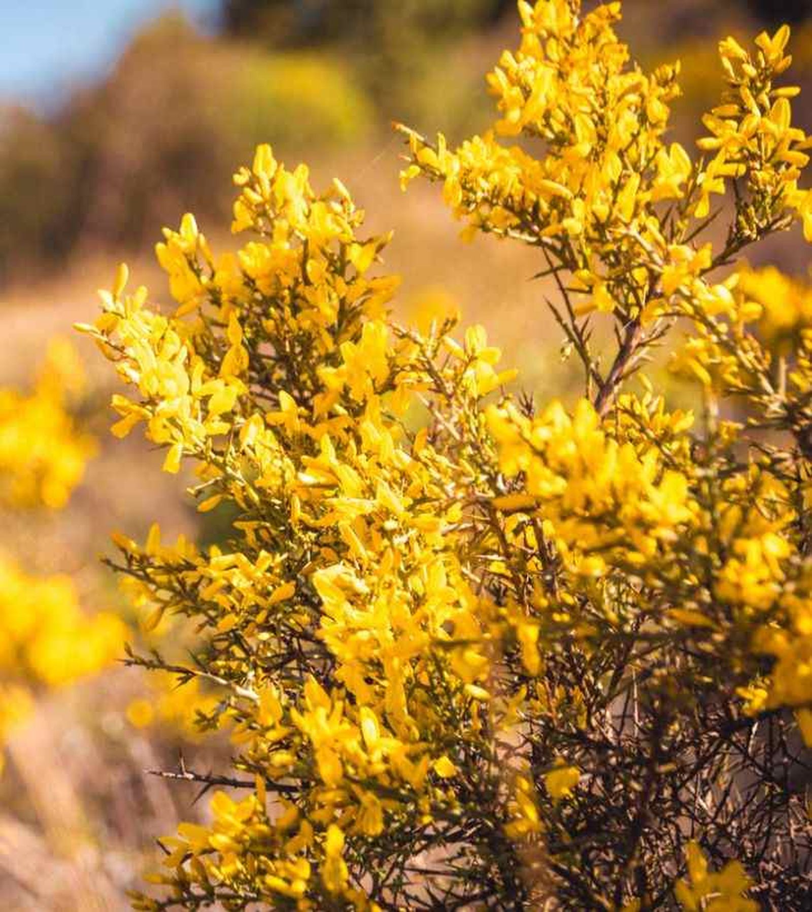 Genista scorpius.