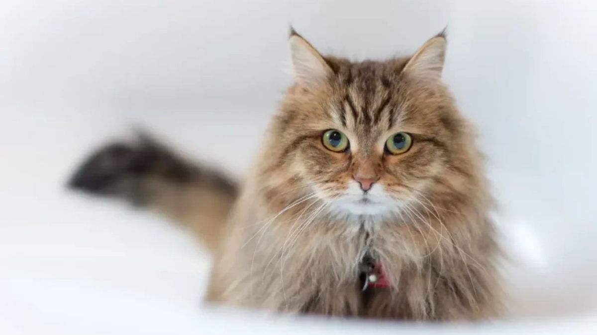 gatos hipoalergenicos ok