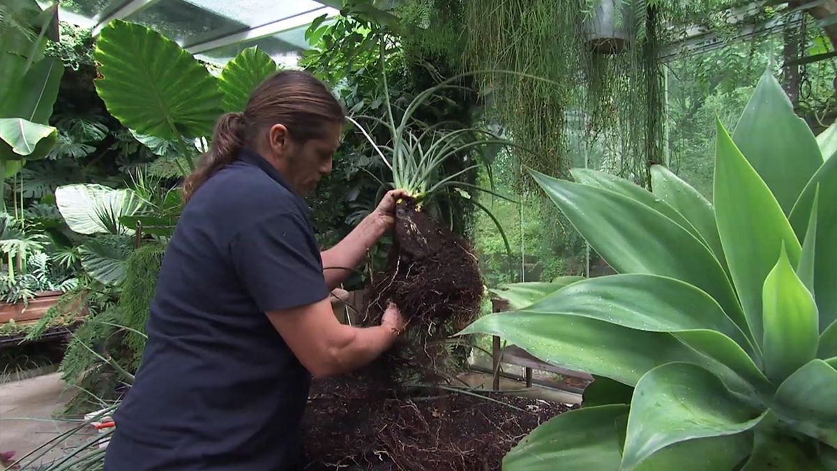 deco 780 jardin multiplicar agaves o piteras hijuelos