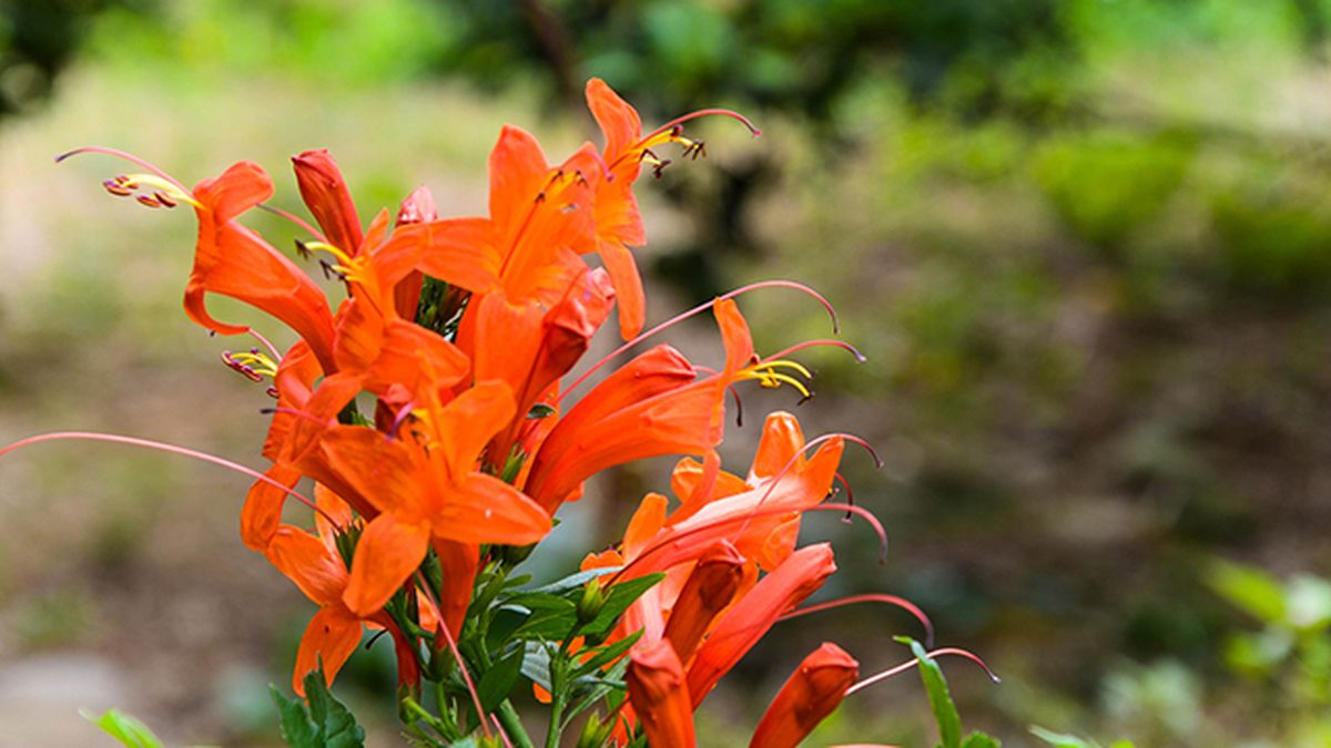 carcaterísticas de la Tecomaria capensis