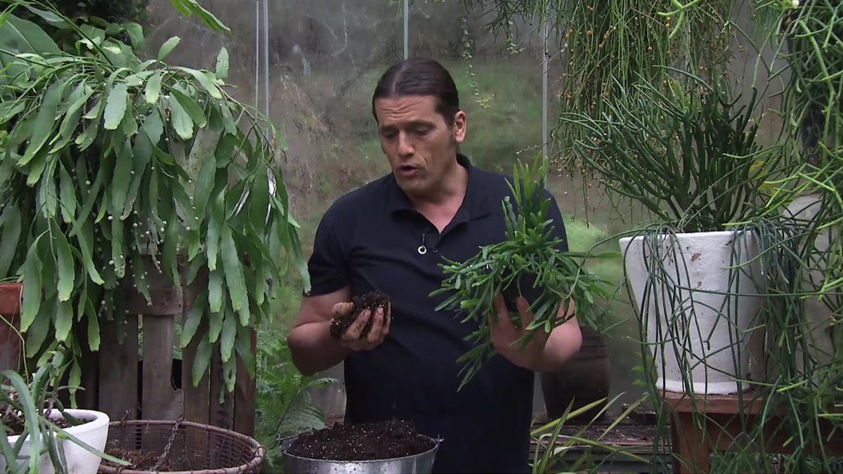 deco 765 jardin nuevas variedades de rhipsalis turba