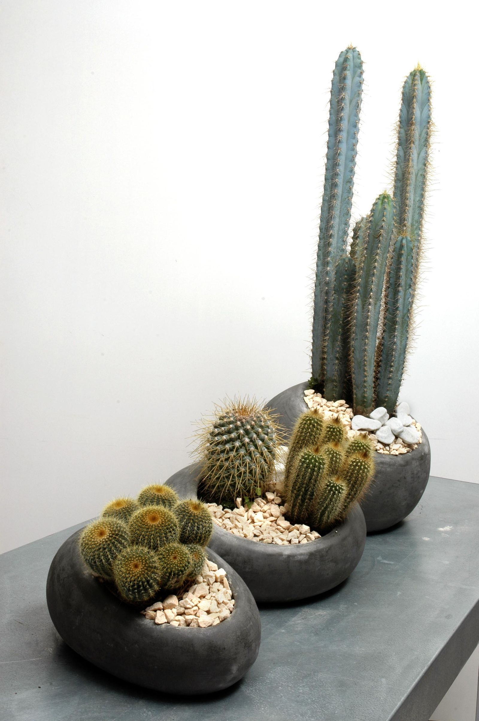deco 0183 jardineria plantacion cactus contenedor detalle 2 deco 0183 jardineria plantacion cactus contenedor detalle 2