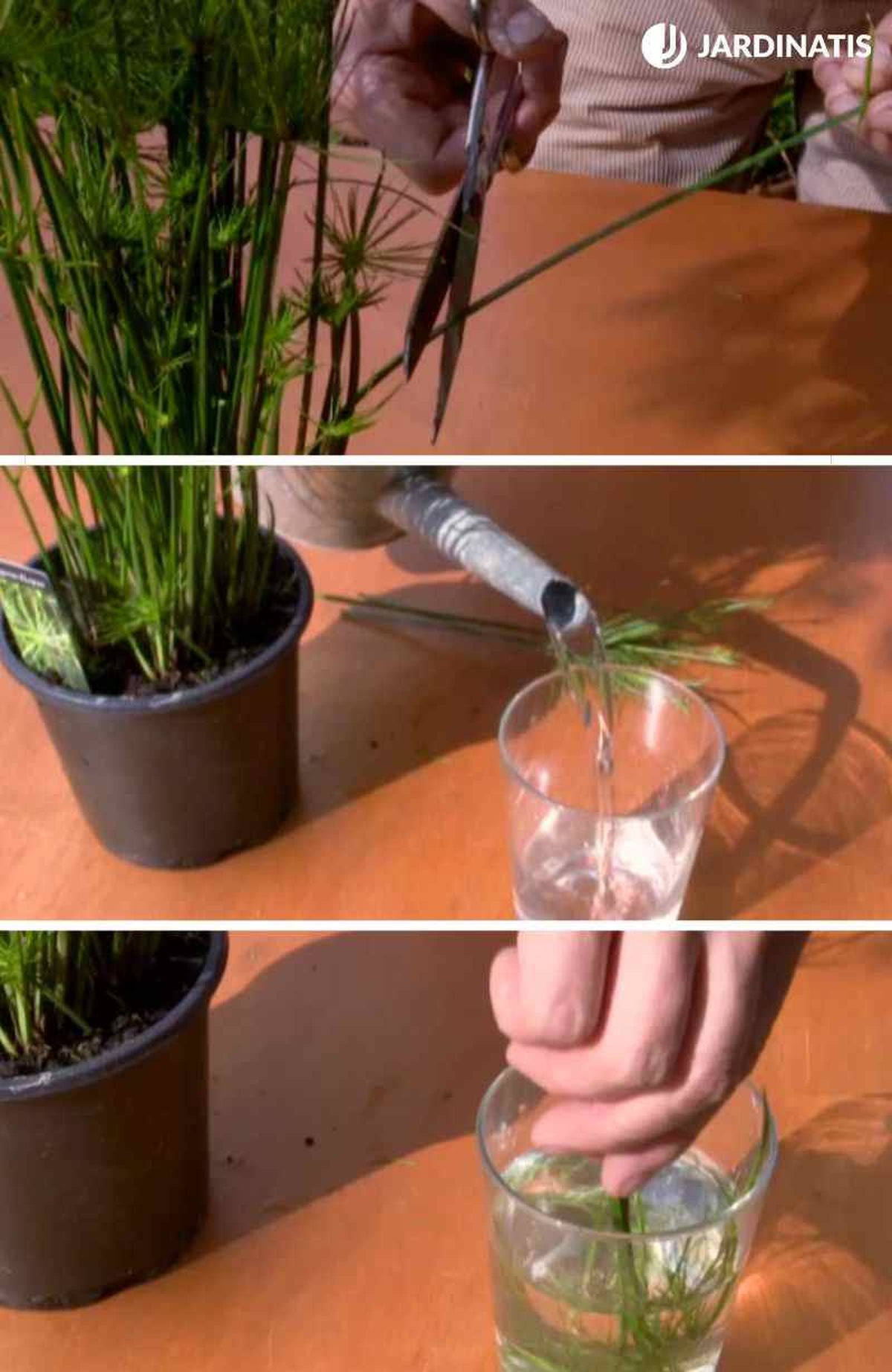 Paso a paso de la reproducción del papiro en agua