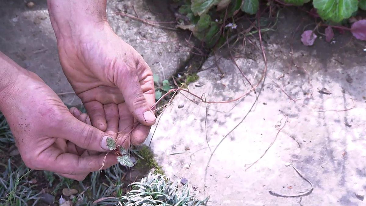 deco 777 jardin saxifragas acodo