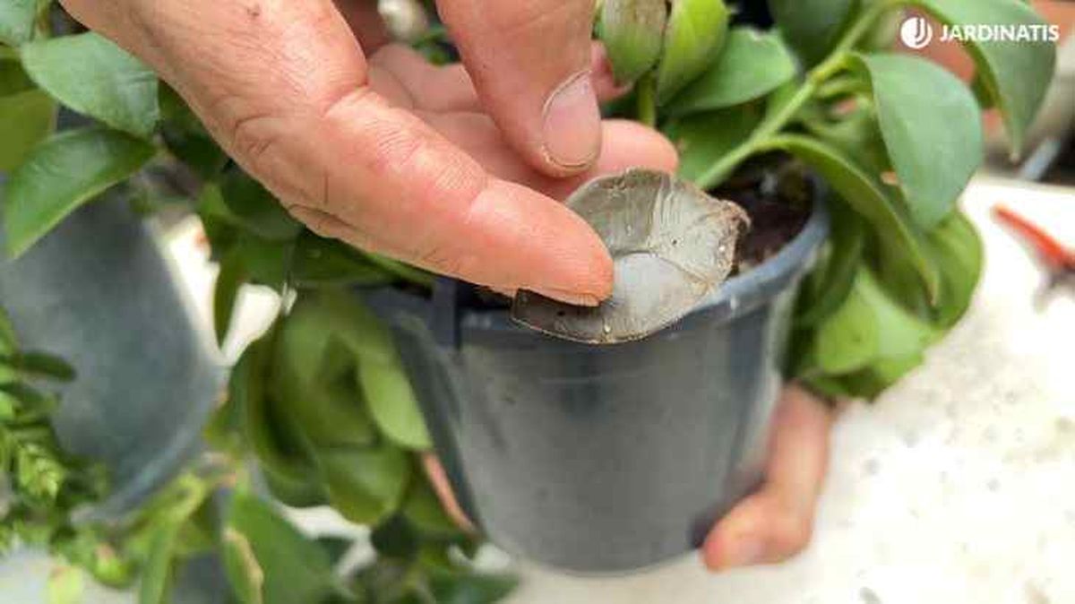 hoja podrida de Aeschynanthus con exceso de humedad