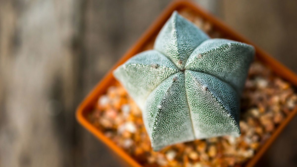 cactus astrophytum mirioestigma planta escritorio de la oficina