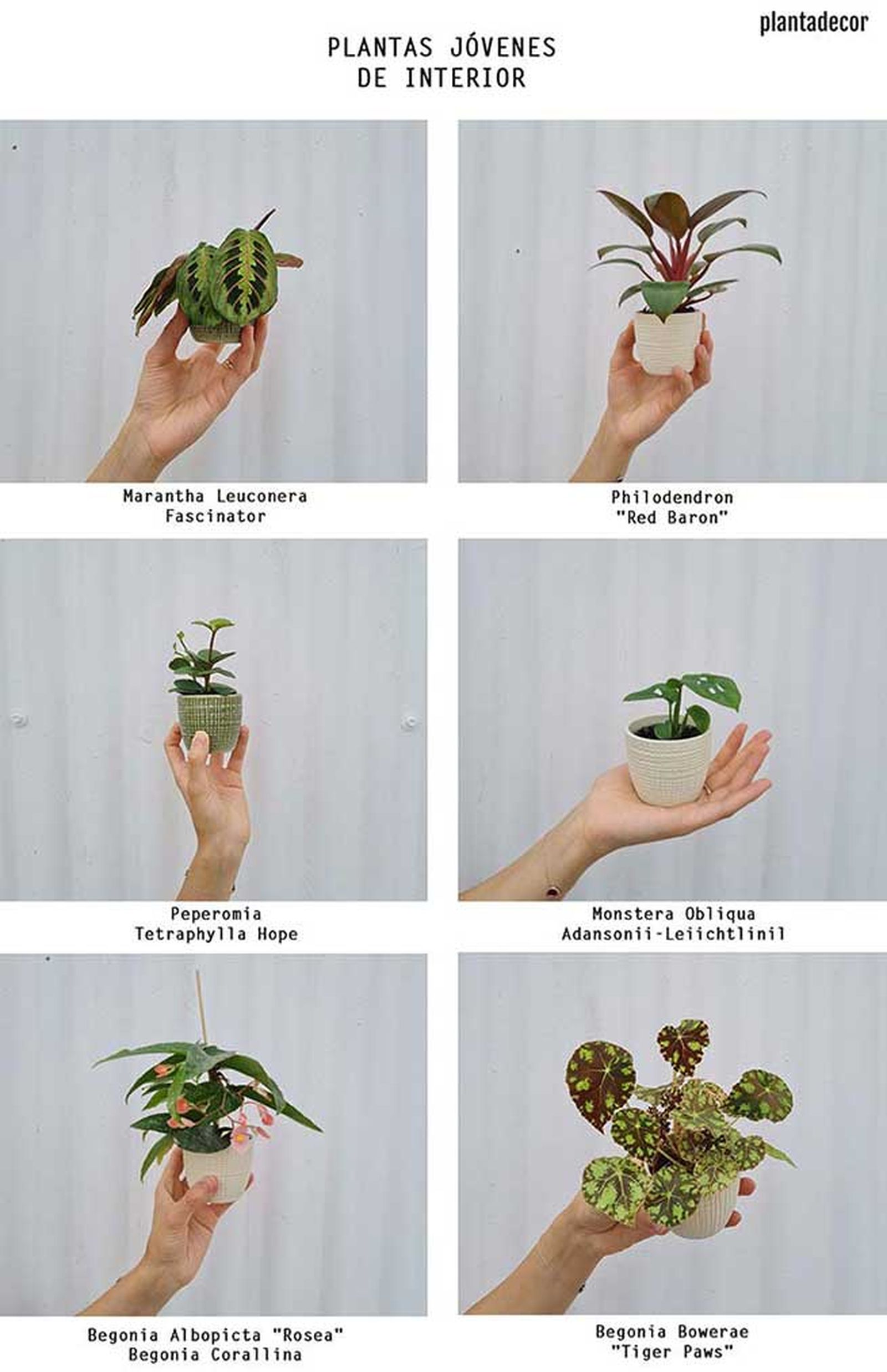 plantas jovenes de interior plantadecor plantas jovenes de interior plantadecor