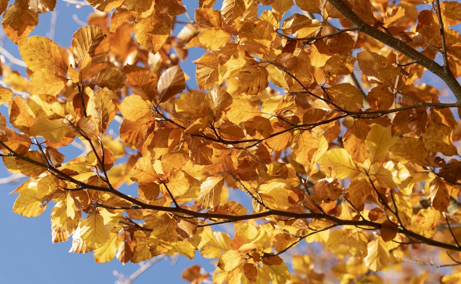 hojas haya arbol bonnito otono hojas haya arbol bonnito otono