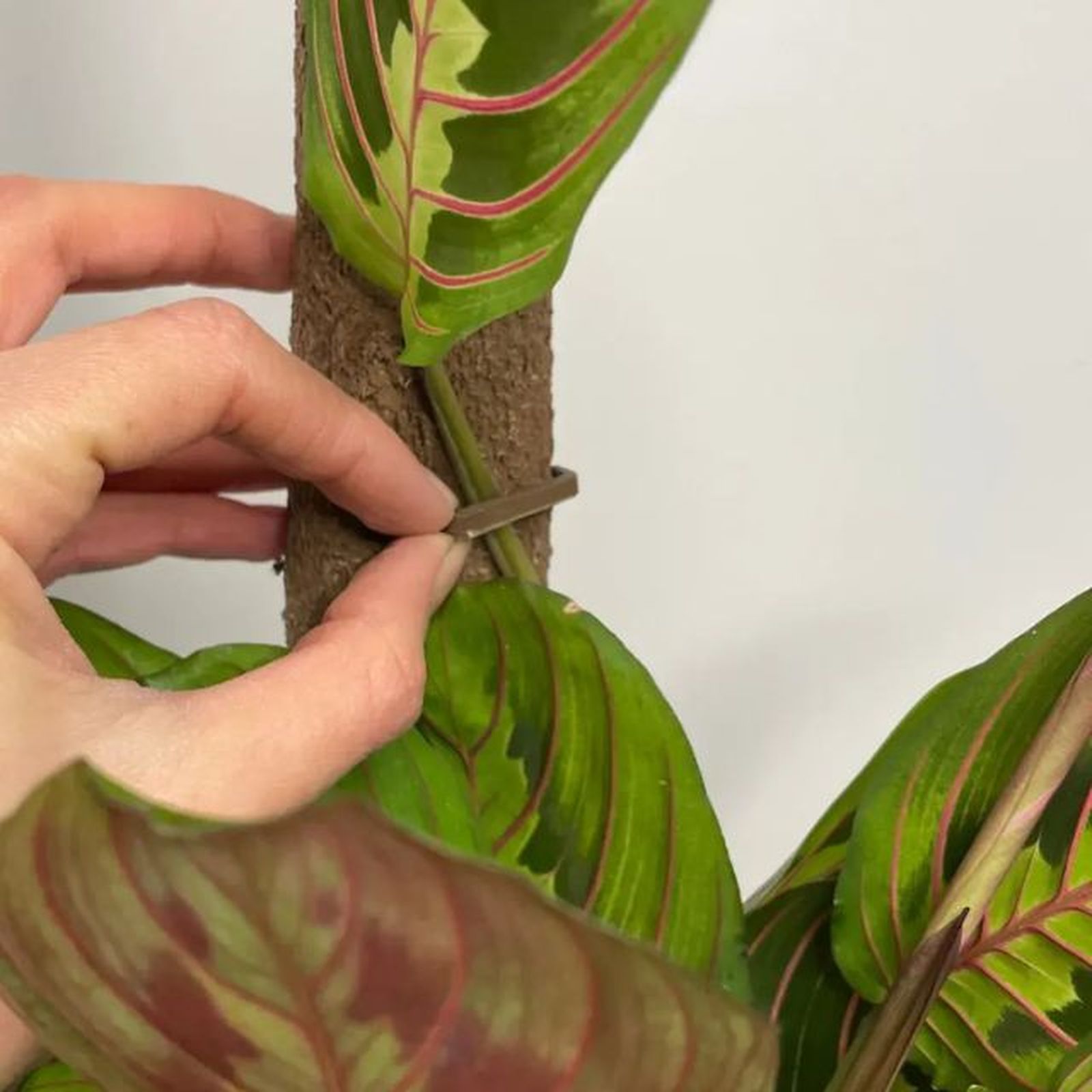 clips piel de patata pur plant