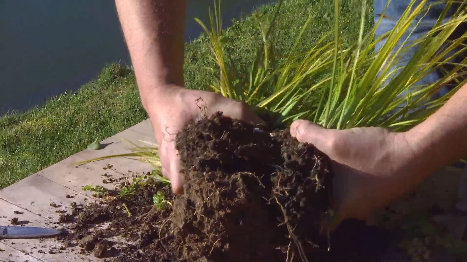 Decogarden 0642 acorus gramineus reproduccion 2