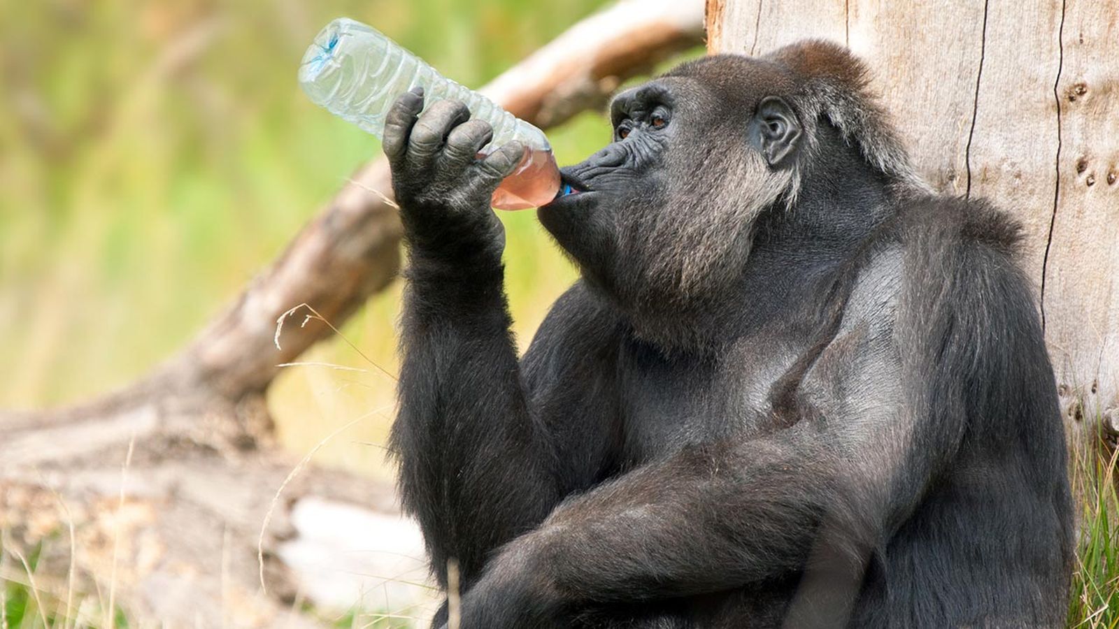 monos alcoholicos 3 monos alcoholicos 3