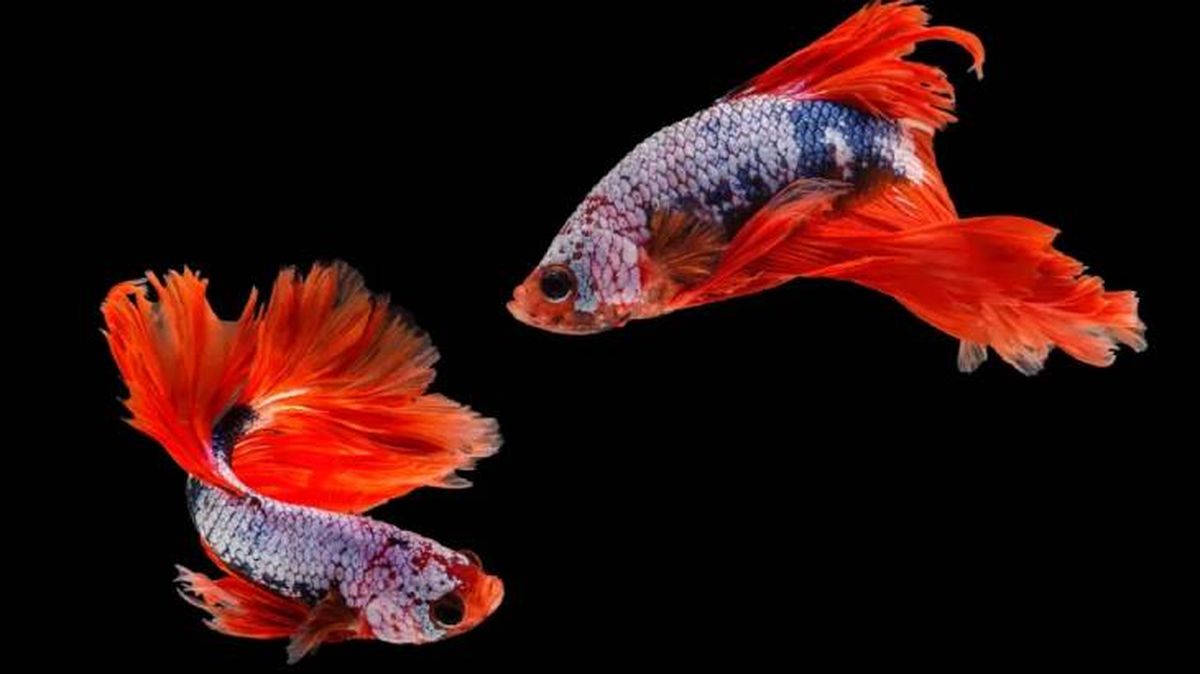 nombres para peces 2