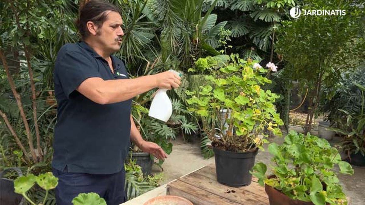 tratamiento contra la mariposa del geranio jardinatis 22 23