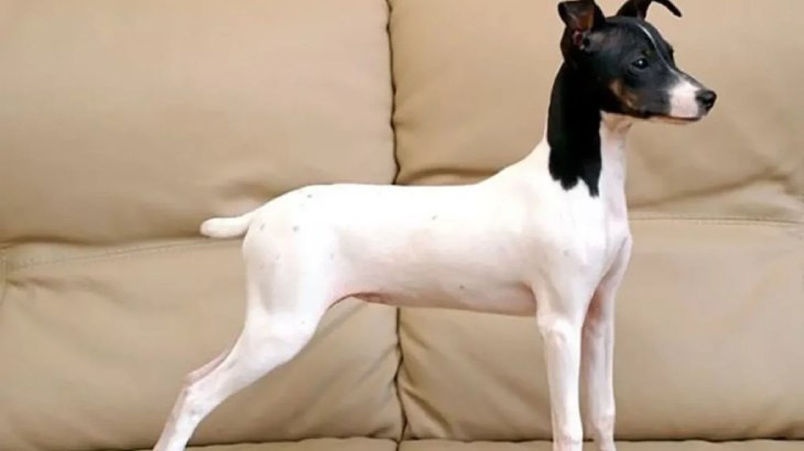 perros japoneses terrier japones 12 perros japoneses terrier japones 12