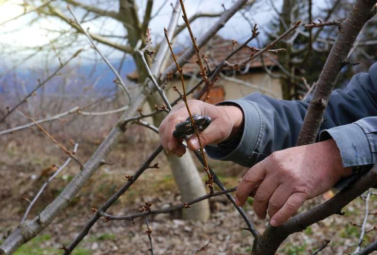 Poda del cerezo