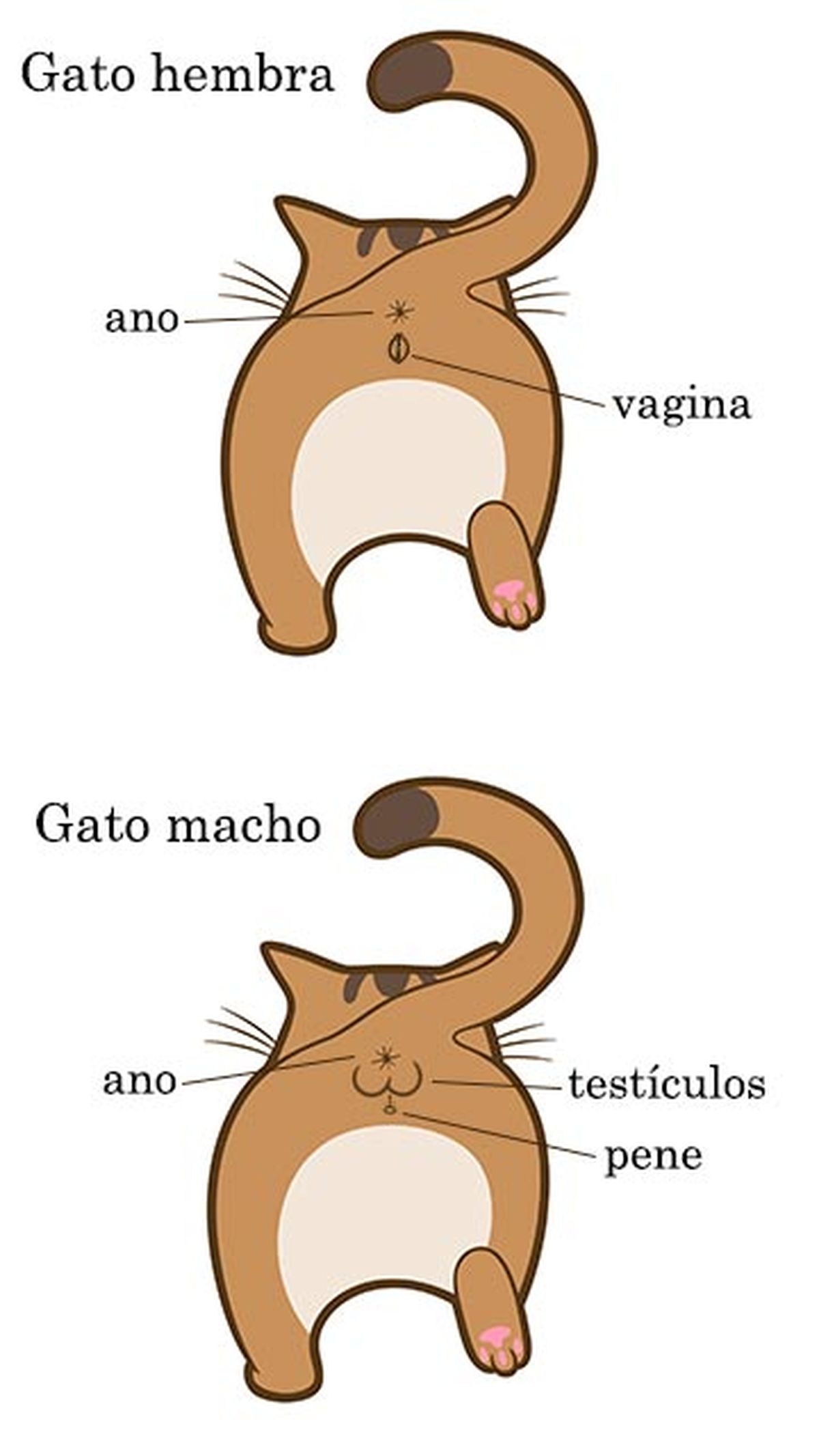 diferenciar gato macho hembra infografia genital vertical