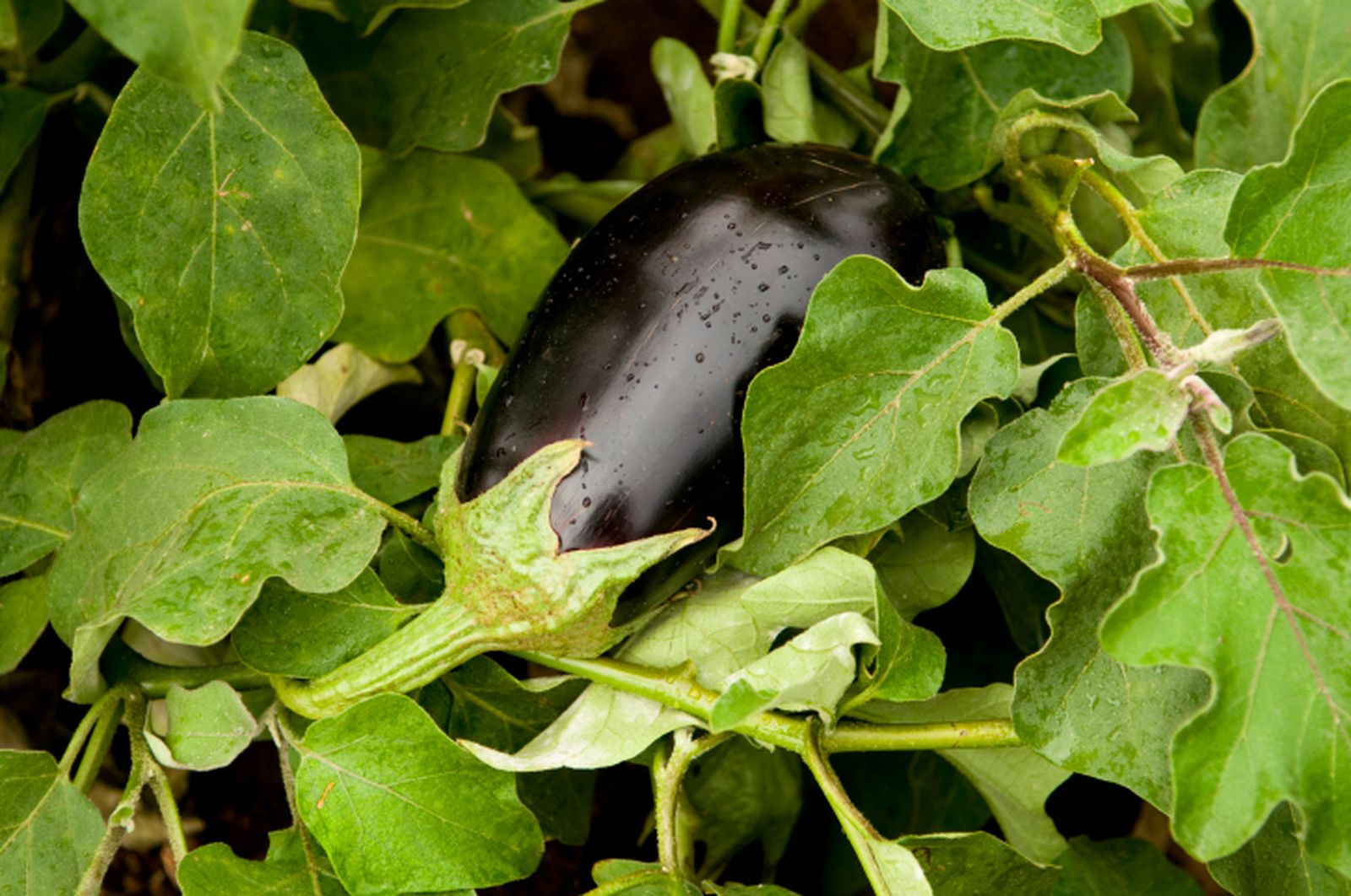 Cultivar berenjenas