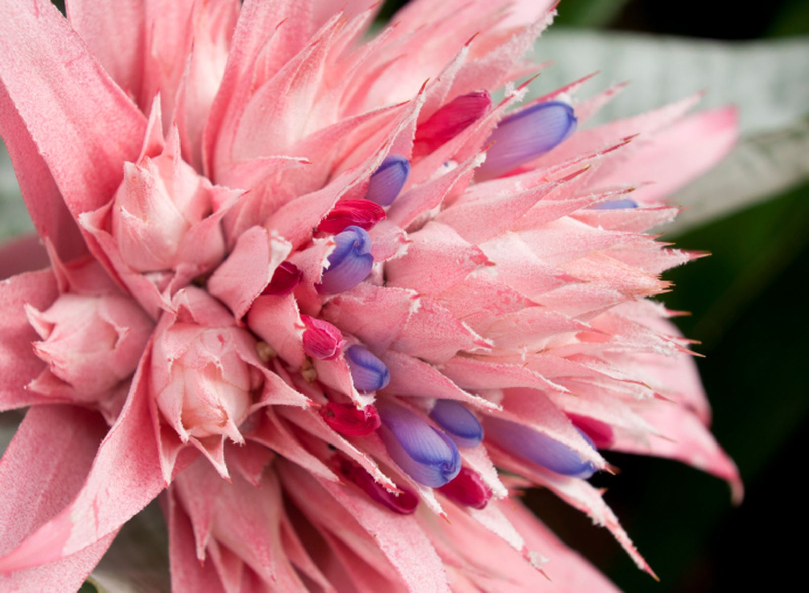 Aechmea 01