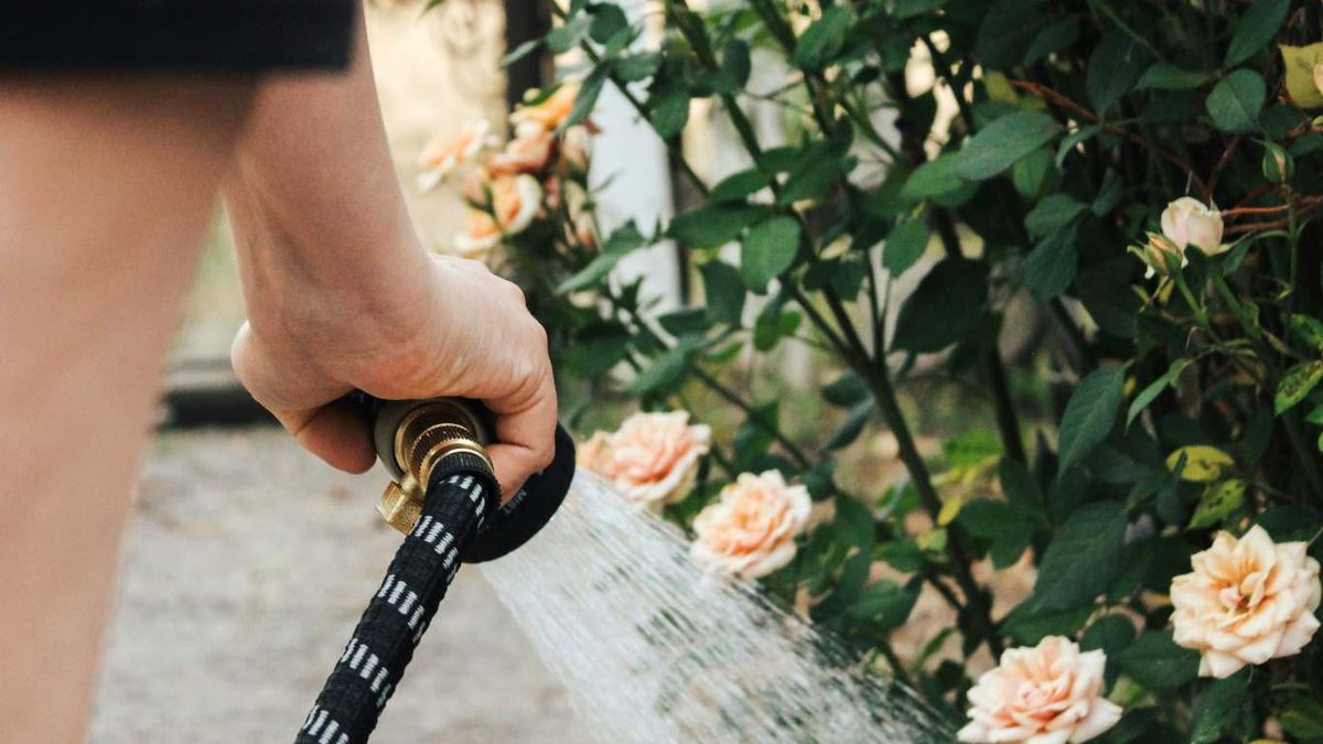 Relar moderadamente las plantas