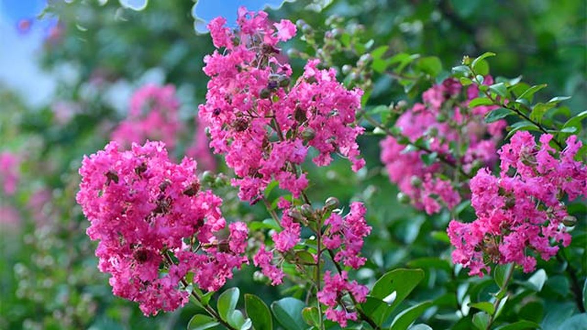 lagerstroemia indica