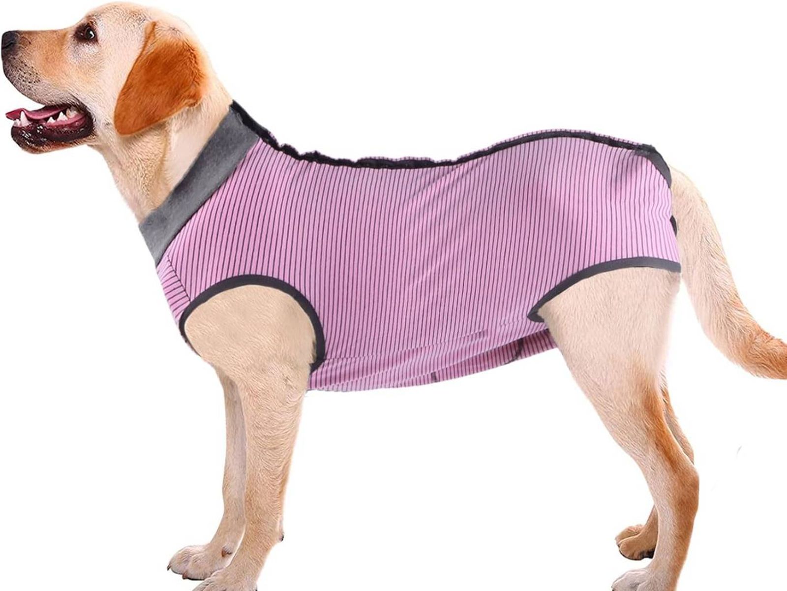 Los trajes postoperatorios permiten que los perros se recuperen con mayor comodidad y libertad.
