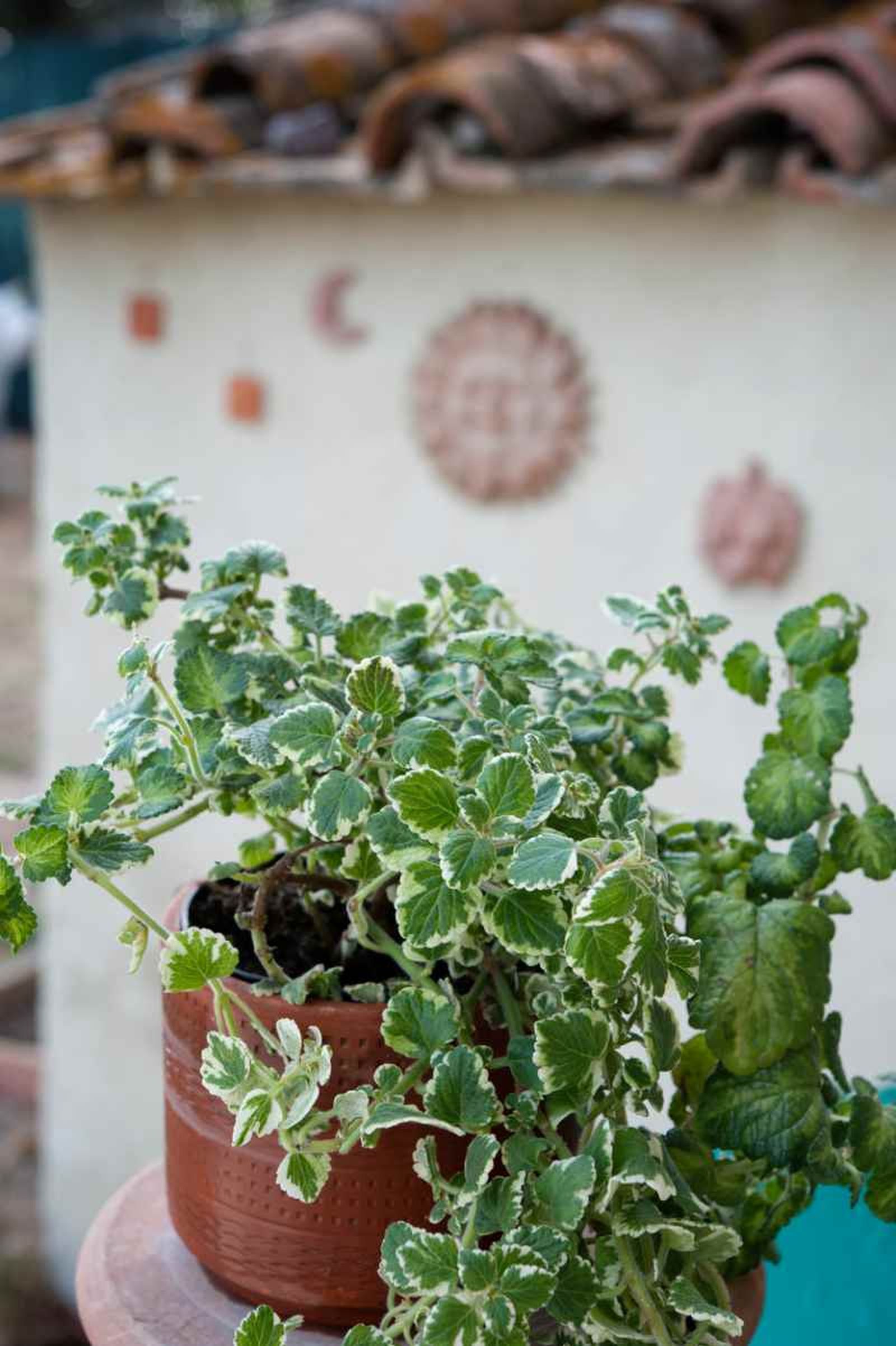El Plectranthus coleoides es sensible a las bajas temperaturas El Plectranthus coleoides es sensible a las bajas temperaturas