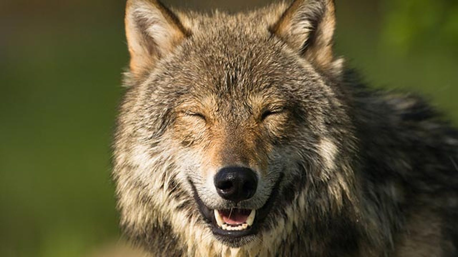 animales felices 4 lobo animales felices 4 lobo