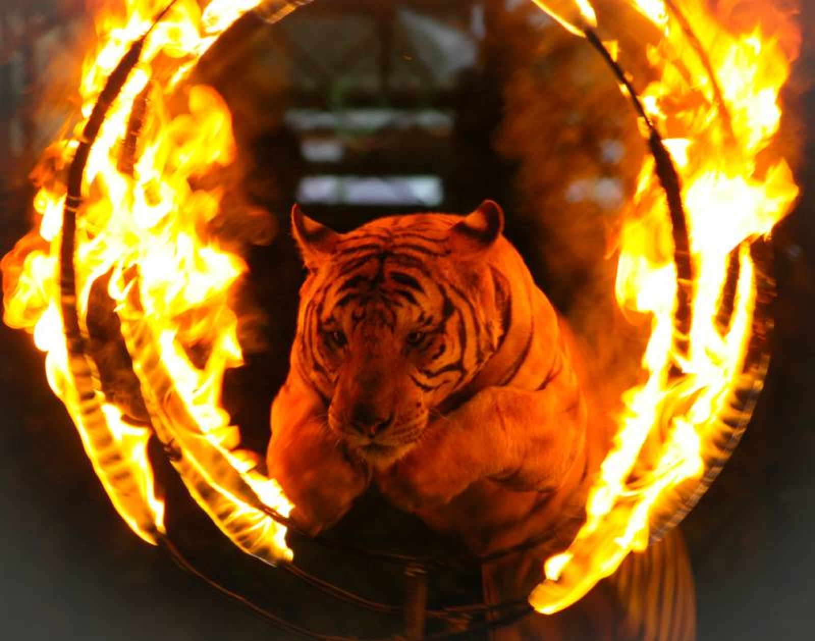 Animales entrenados para saltar, por ejemplo, aros de fuego. Animales entrenados para saltar, por ejemplo, aros de fuego.