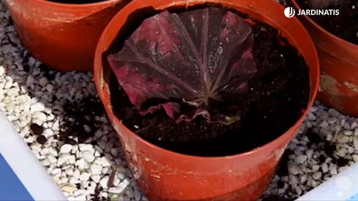 como reproducir  begonia rex brico 688 jardinatis