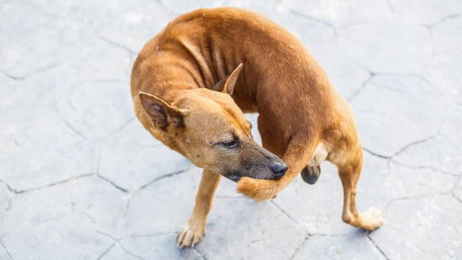Un perro callejero mordiendo su cola Un perro callejero mordiendo su cola