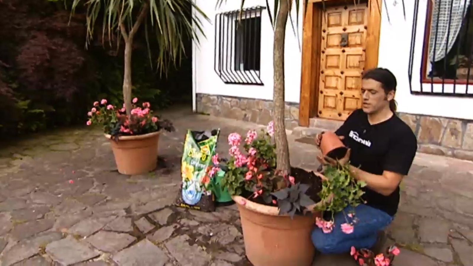 brico jardin 616 composicion con dracena marginata brico jardin 616 composicion con dracena marginata