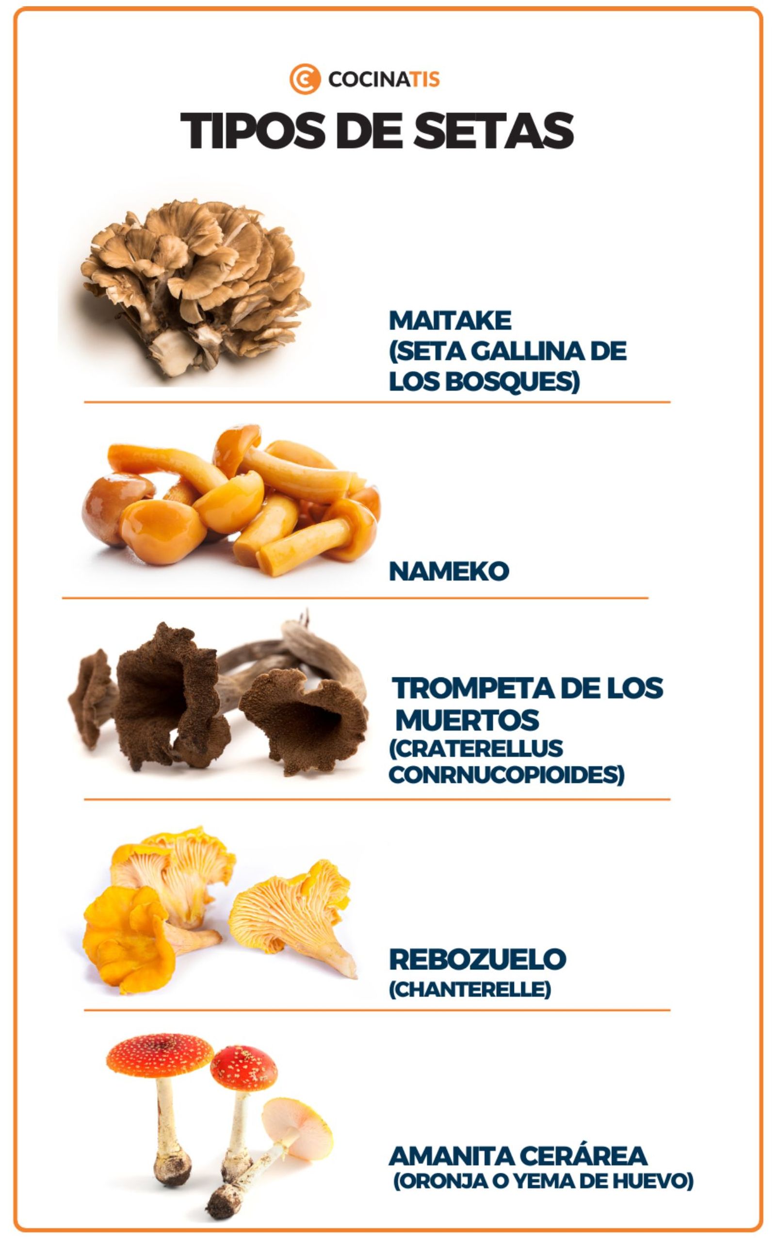 Infografía de tipos de setas Infografía de tipos de setas