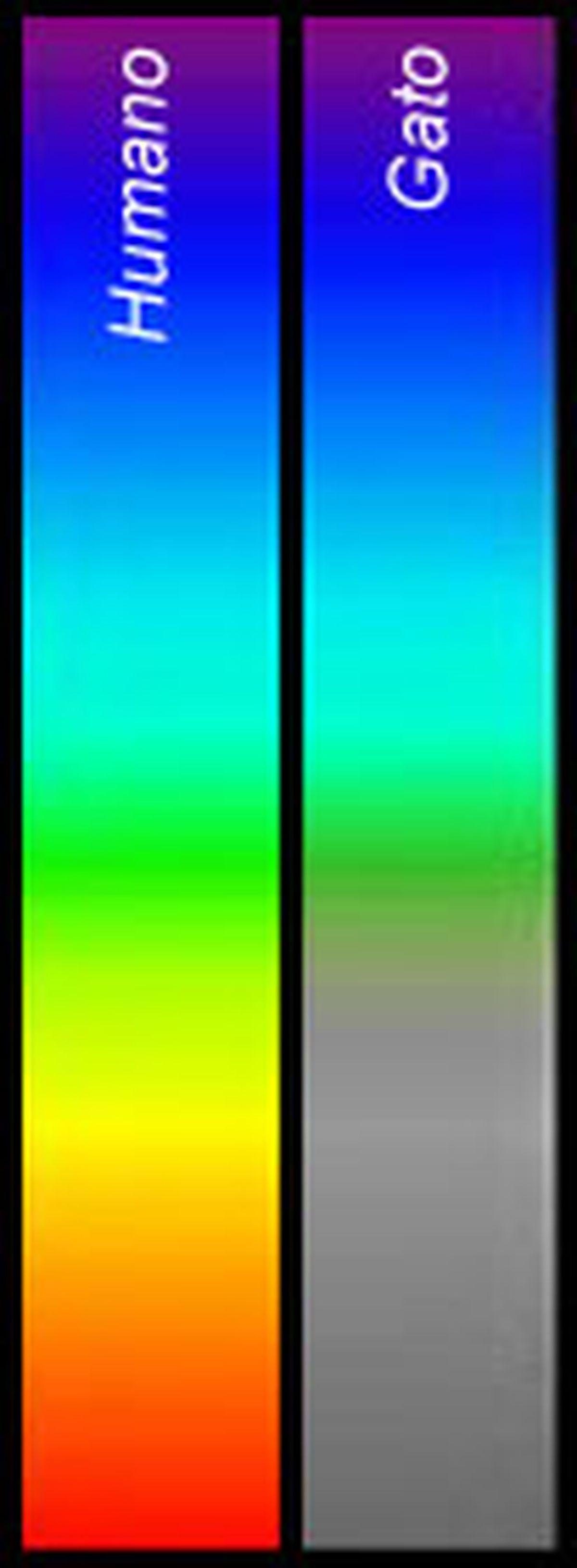 como ven los gatos m