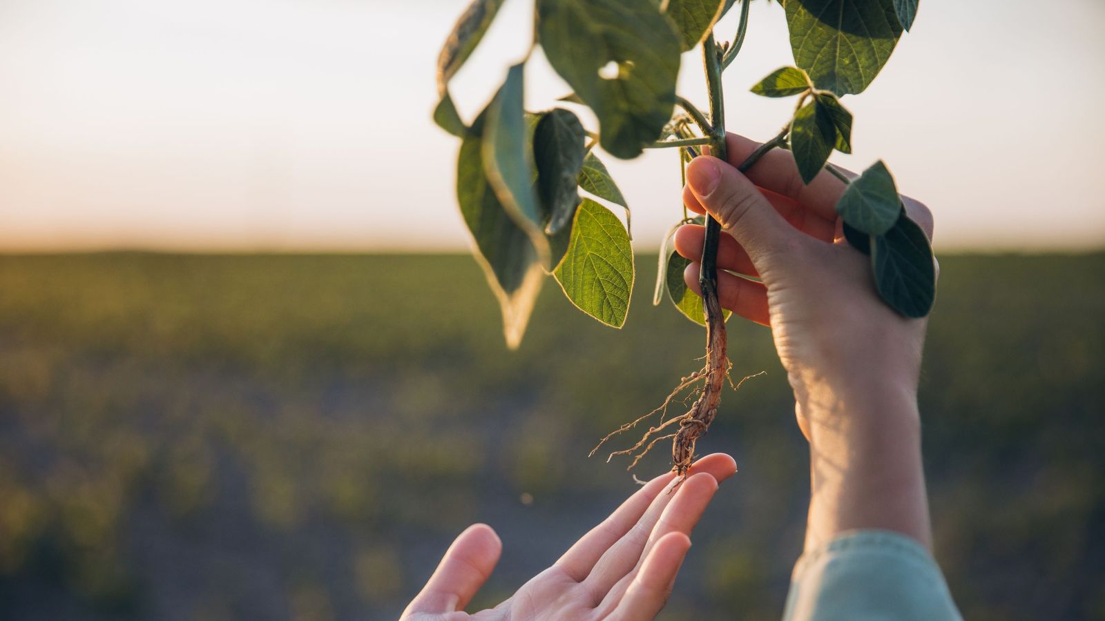 Recoger plantas de un entorno natural es más grave que hacerlo de un entorno urbano