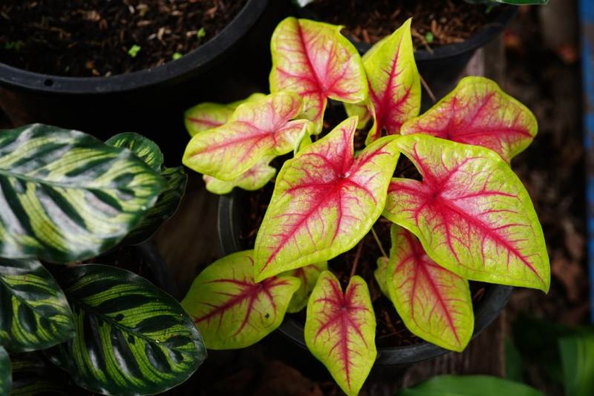 Hay más de un millar de diferentes patrones gracias a las hibridaciones