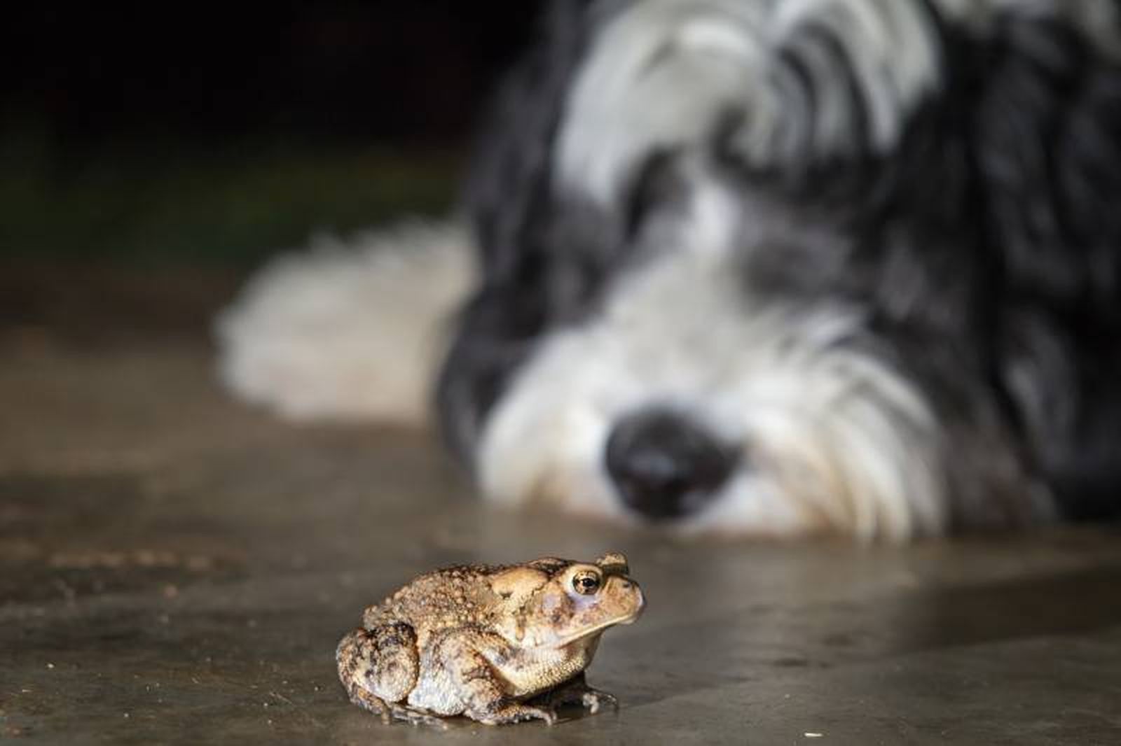 Ante la mínima duda de bufotoxicosis debemos actuar de inmediato e ir al veterinario. Ante la mínima duda de bufotoxicosis debemos actuar de inmediato e ir al veterinario.