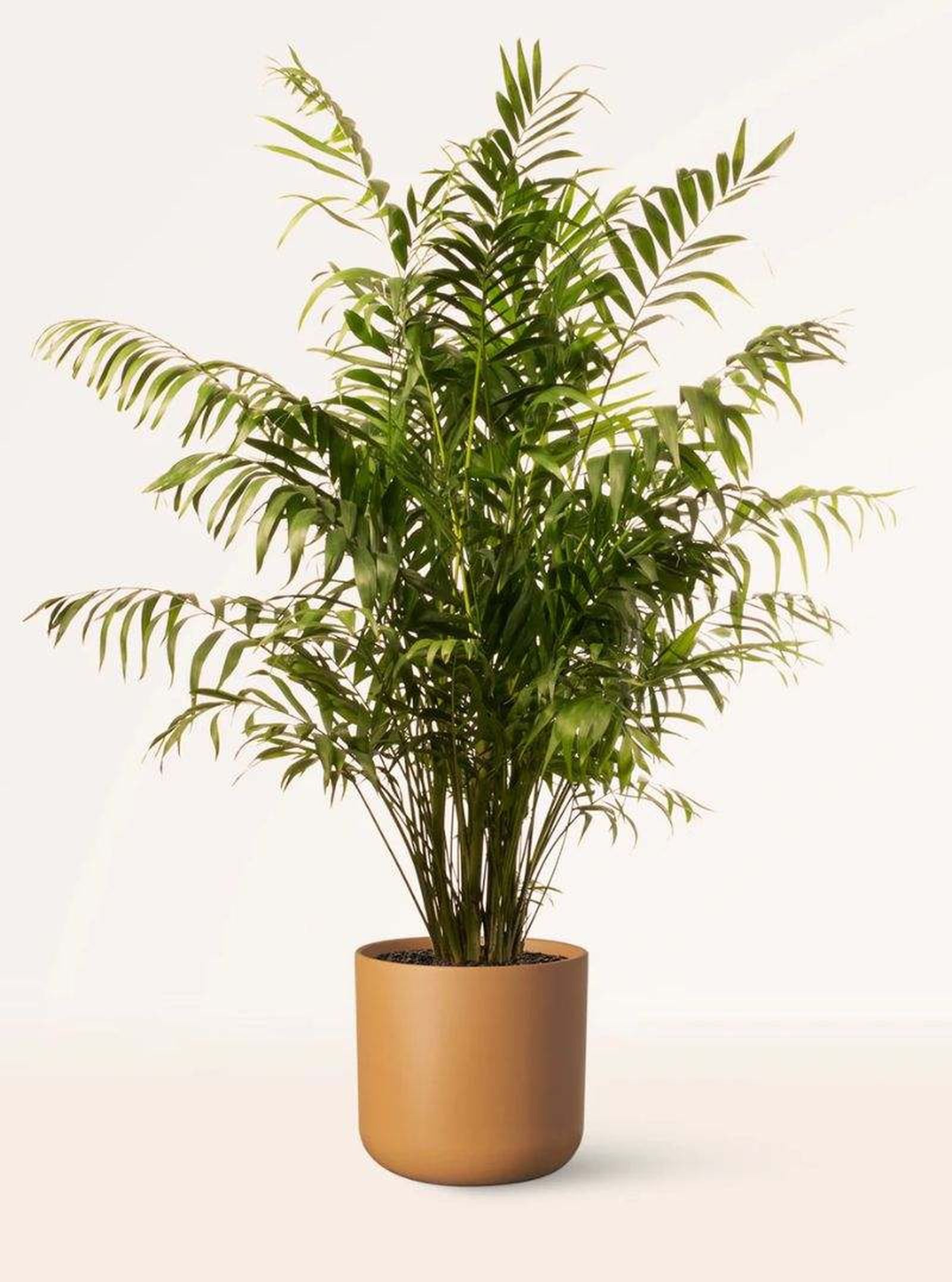 Chamaedorea Elegans Chamaedorea Elegans