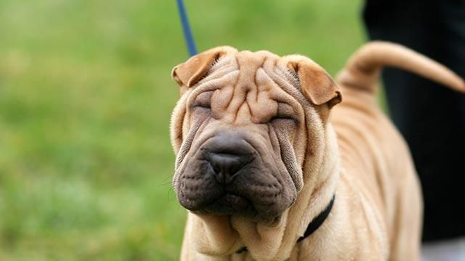 shar pei shar pei