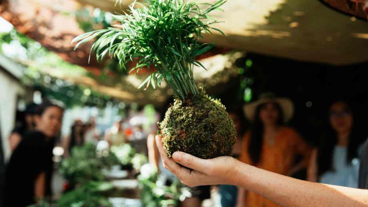 como hacer kokedama paso a paso