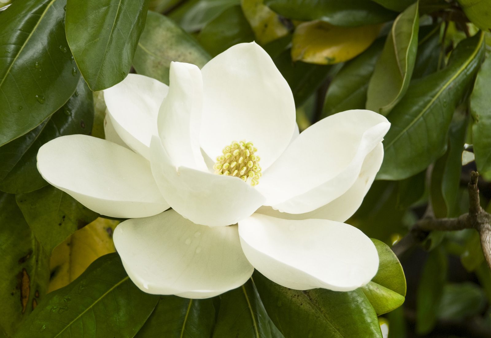 Magnolio