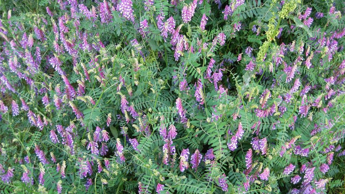 Plantas que mejoran la calidad del suelo: Algarroba peluda