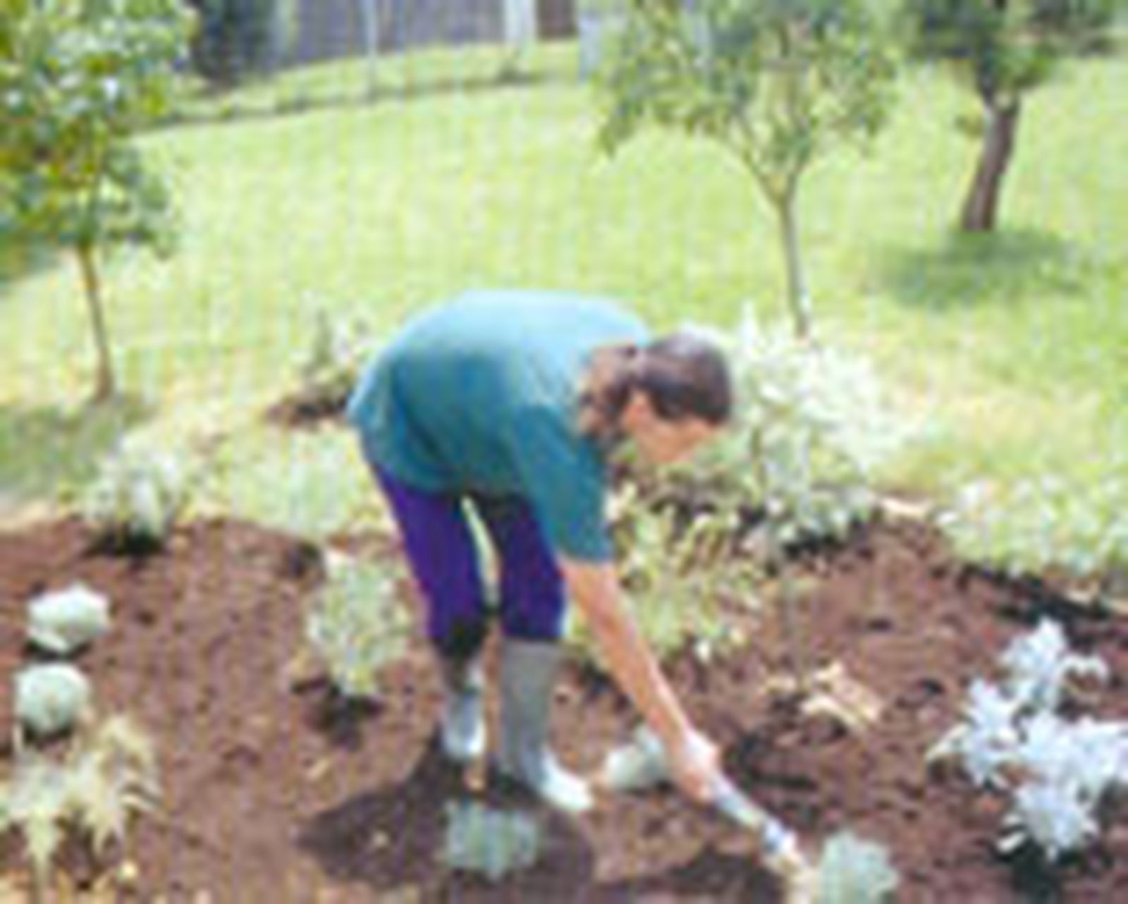 parterre arbustos follaje gris 7 parterre arbustos follaje gris 7