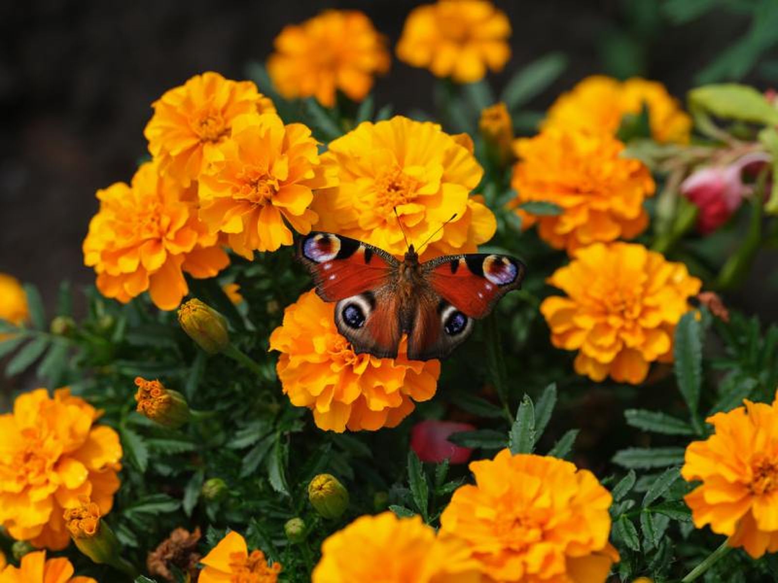 Tener una amplia variedad de plantas nativas va a traer más mariposas. Tener una amplia variedad de plantas nativas va a traer más mariposas.