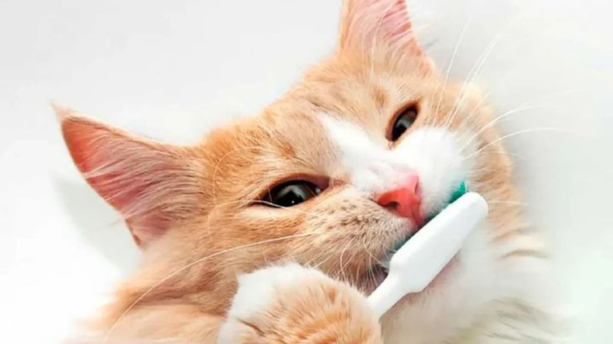 como limpiar dientes perros gatos 2