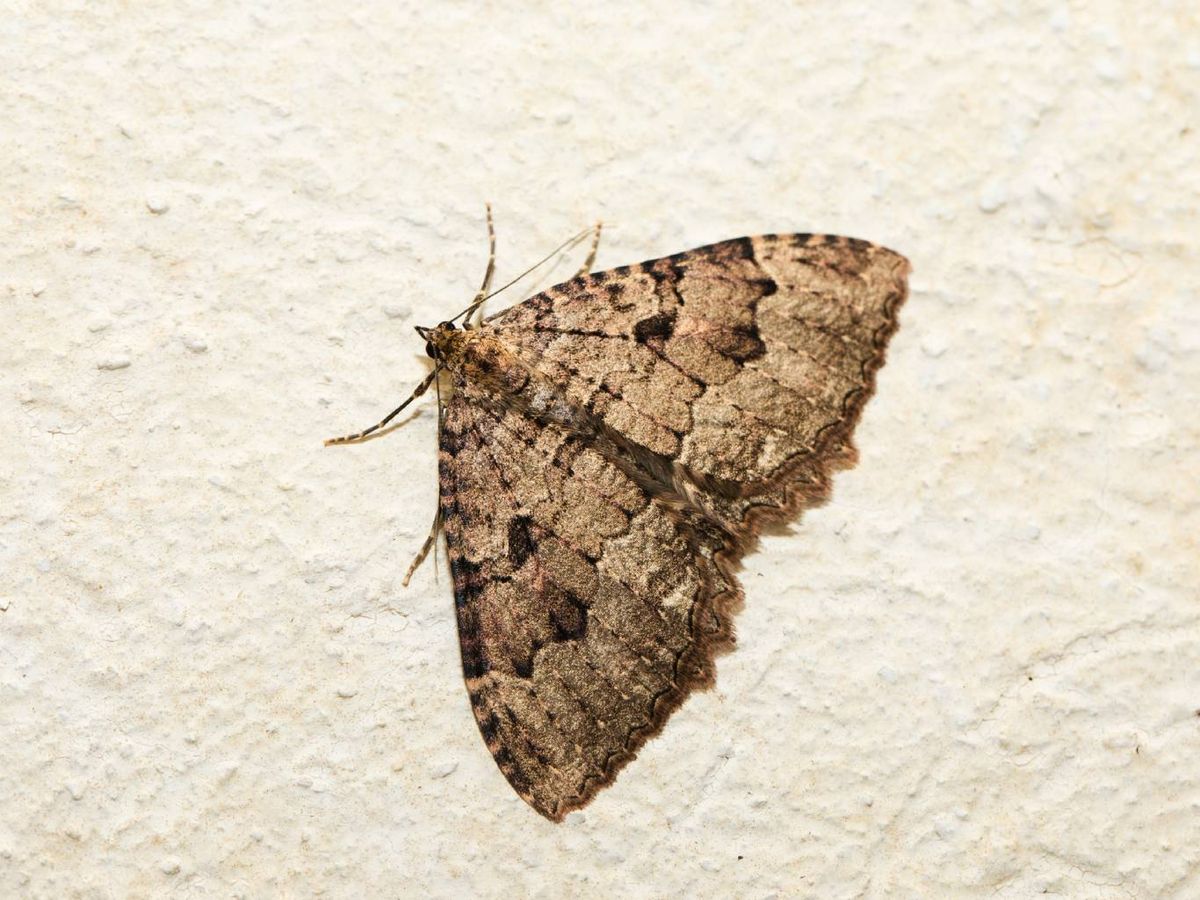 Es necesario saber que las polillas no llegan por casualidad