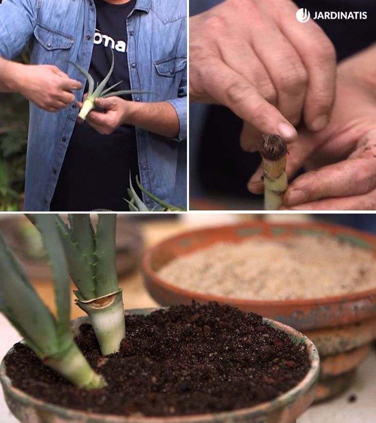 reproducir aloe vera esquejes de tallo brico 977